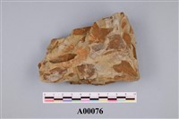 藏品(樹葉)的圖片